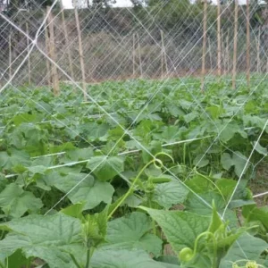 15cm Agriculture Trellis Netting for Plants