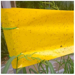 20*100 Double sided Sticky Tape Roll for Fruit Trees Yellow Blue Fly Trap Tape for Greenhouses