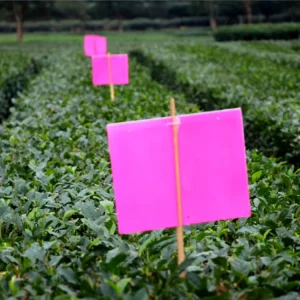 25 Pcs Pack Disposable Insect Sticky Trap for Whiteflies Control in Greenhouse Lawn & Farm