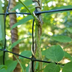 35*50mm Deer Fence Netting 7 X 100 Feet Anti-Bird Deer Protection Net Reusable Garden Netting for Plants and Vegetables