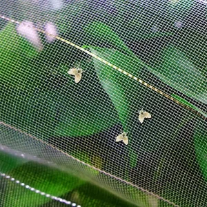 Best Seller HDPE Insect Net Greenhouse Pest Insect Proof Net with Cutting Service