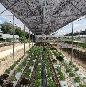 Black HDPE Breathable Net for Vegetable Greenhouse Cover