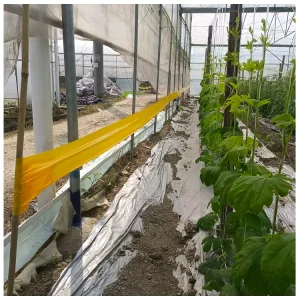 Black, Yellow, and Blue Double-Sided Sticky Insect Roll, 30 cm by 100 m, Waterproof, for Whiteflies, Aphids, Thrips, and Tuta Absoluta