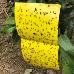 Blue Waterproof Sticky Insect Boards for Greenhouse Thrips Control