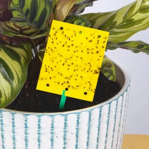 Double Sided Sticky Solid Disposable Eco Friendly Paper Roach Motel Insect Trap Board Yellow Flying Insect Whitefly Aphid Trap