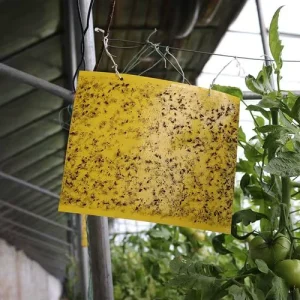 Double-Sided Waterproof Yellow Plastic Sticky Insect Boards for Whiteflies and Leaf Miners