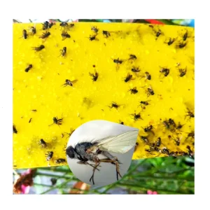 Double-Sided Yellow and Blue Sticky Insect Traps, Waterproof and Disposable, for Vegetable Plants, Greenhouses, and Orchards