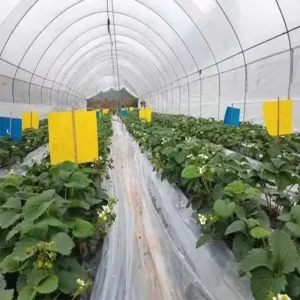 Economical and Top Performing Eco Friendly Plastic Solid Farm & Greenhouse Bug Traps Keep Pests at Bay on a Shoestring Budget
