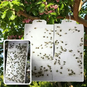 Foldable Effective Insect Control Pantry Moth Trap Customized Multi use Pest Control Moth Trap