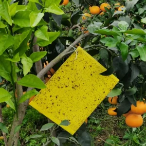 Fruit Fly Moth Traps Agricultural Greenhouses Pest Insects Killer Control Outdoor Yellow Sticky Trap Glue Board Insect Catcher