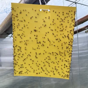 Fruit Fly Trapping Customized Eco Friendly Plastic Insect Traps with Strong Adhesive Boards to Capture Pests