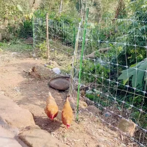 Galvanized PVC-Coated Steel Chicken Wire Netting for Animal Breeding Fencing Trellis Gates Rodent Proof