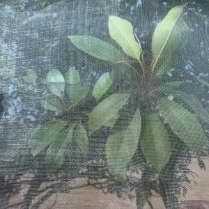 Gardening Plastic Netting Agriculture Good Price Anti Insect Net Mesh for Greenhouse Farm
