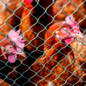 HDPE Plastic Chicken Netting Fence Farm Net Fence Net Garden Bee Backyard Ball Garden Safety Fence Green Mesh Barrier