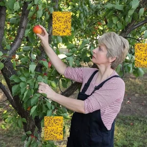 Hanging Yellow Sticky Traps for Greenhouse Insect Control