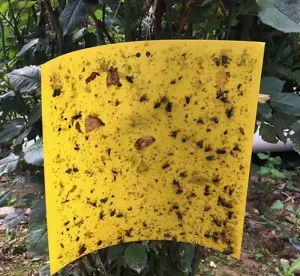 High Efficiency Yellow Sticky Insect Boards for Large Scale Greenhouse Farming PE Sticky Traps for Sustainable Pest Management