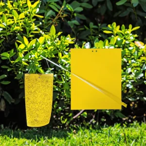 Highly Effective Sticky Insect Glue Traps Easy to Use Pest Control Factory for Lawn Use US Sheet Size 25x40cm