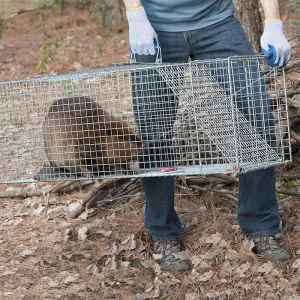 Large Steel Wire Cage Animal Trap for Rodents and Raccoons