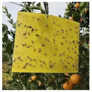 New Indoor Yellow Plastic Sticky Bug Traps Solid State High Efficiency Eco Friendly Waterproof Mosquito Fruit Fly Catcher for