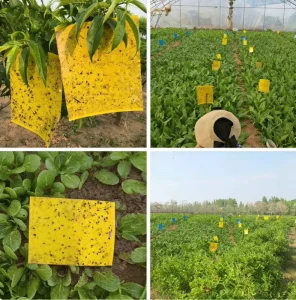 OEM Fly Trap Sticky Fruit Fly Indoor Sticky Yellow Fly Traps Insect Glue Traps in the Garden