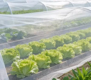 Premium Insect Net Durable Anti Insect Mesh Breathable Protective Net for Vegetable Garden Farm and Fruit Tree Planting