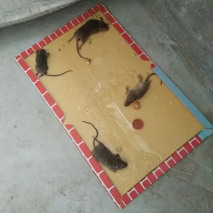 Price Solid State Eco Friendly Disposable Sticky Mouse Board Glue Mouse Trap for Ants Customizable Sizes