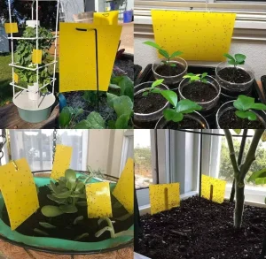 Solid Plastic Indoor Outdoor Fruit Fly & Gnat Insect Trap Sticky Pest Control for Plants and Kitchen Use