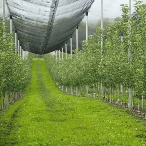 White Reusable Anti-Bird and Anti-Hail Netting for Fruit Trees, Seedlings, Fencing, and Vegetables