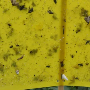 Yellow Fly Trap Durable Insect Sticky Trap Yellow Glue Card Leafminer Control Aphids Catcher Moth Killer