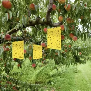 Yellow Gel Disposable Fly Traps Sticky Insect Trap with 250 750ml Capacity for Ants Mosquitoes Aphids Outdoor Plant Pest Control
